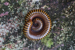 Thyropygus allevatus