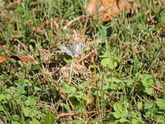 Burnsius communis
