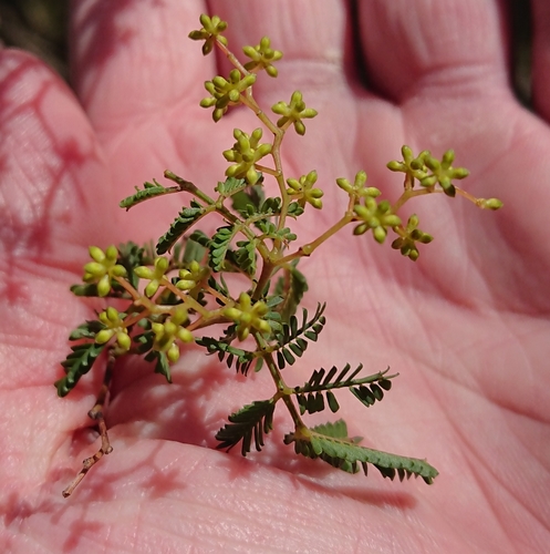 Acacia jonesii