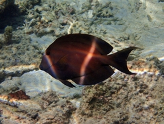 Ctenochaetus striatus