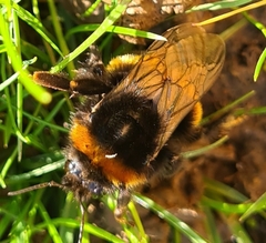 Bombus terrestris audax