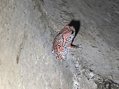 Uperodon taprobanicus