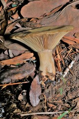 Russula crustosa