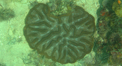 Colpophyllia natans