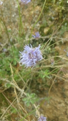 Jasione