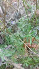 Jasione