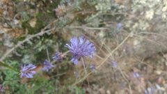 Jasione
