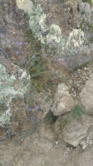 Jasione
