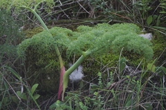 Ferula