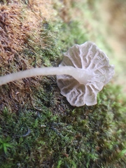 Arrhenia rickenii