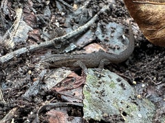 Sphaerodactylus notatus notatus