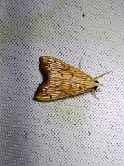 Antigastra catalaunalis