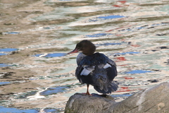 Mergus merganser americanus