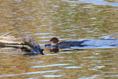 Mergus merganser americanus