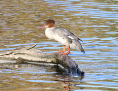 Mergus merganser americanus