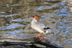 Mergus merganser americanus
