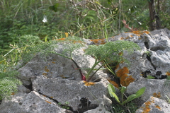 Ferula