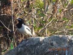 Motacilla maderaspatensis