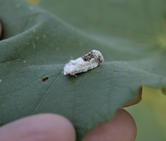 Acontia
