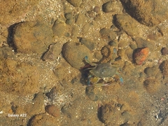 Callinectes arcuatus