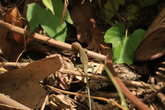 Cnemidophorus lemniscatus