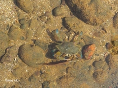 Callinectes arcuatus