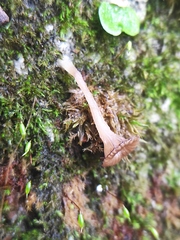 Arrhenia rickenii