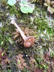 Arrhenia rickenii