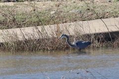Ardea herodias