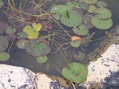 Thamnophis proximus rubrilineatus