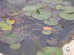 Thamnophis proximus rubrilineatus