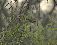 Phylloscopus