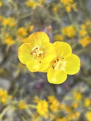 Chylismia