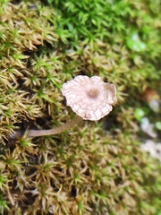Arrhenia rickenii