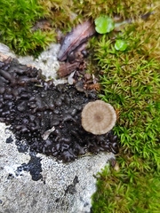 Arrhenia rickenii