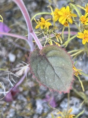 Chylismia