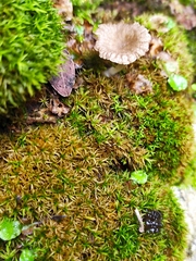 Arrhenia rickenii