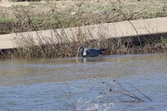 Ardea herodias