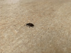 Lagria villosa