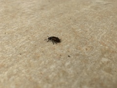 Lagria villosa