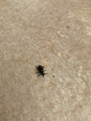 Lagria villosa