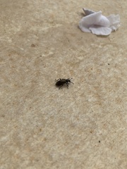 Lagria villosa