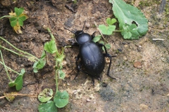 Blaps lusitanica