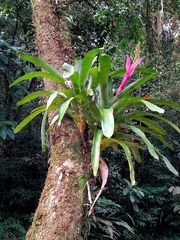 Aechmea servitensis