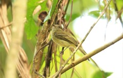 Myiopagis flavivertex