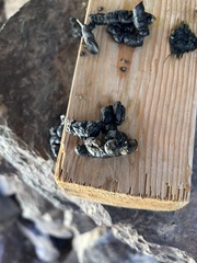 Spilogale gracilis