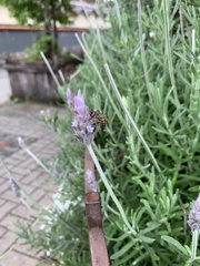 Apis mellifera