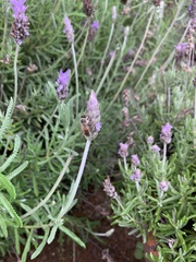 Apis mellifera