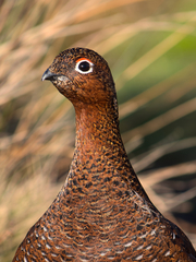 Lagopus lagopus scotica
