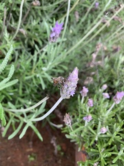 Apis mellifera